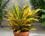 Yellow Iceton (Codiaeum variegatum ‘Yellow Iceton’)