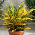 Yellow Iceton (Codiaeum variegatum ‘Yellow Iceton’) (Codiaeum variegatum 'Yellow