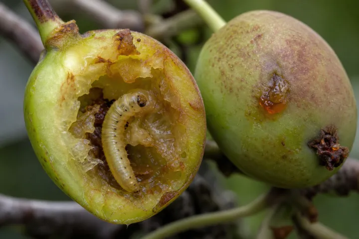 Yellow Plum Sawfly