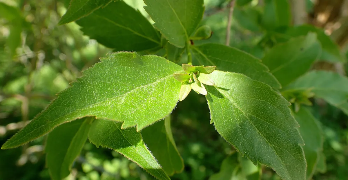 Zabelia dielsii – plant photo