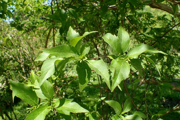 Zabelia dielsii care guide (Zabelia dielsii) – in a garden setting, plant photo