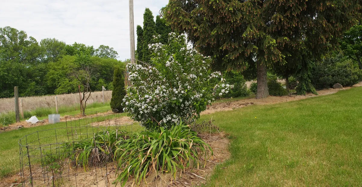 Fragrant Abelia (Zabelia tyaihyoni) – plant photo