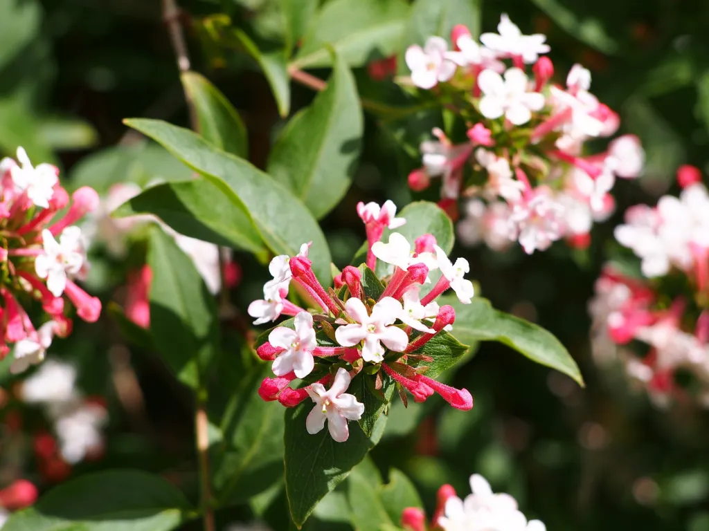 Fragrant Abelia (Zabelia tyaihyoni) – flowers in close-up, plant photo