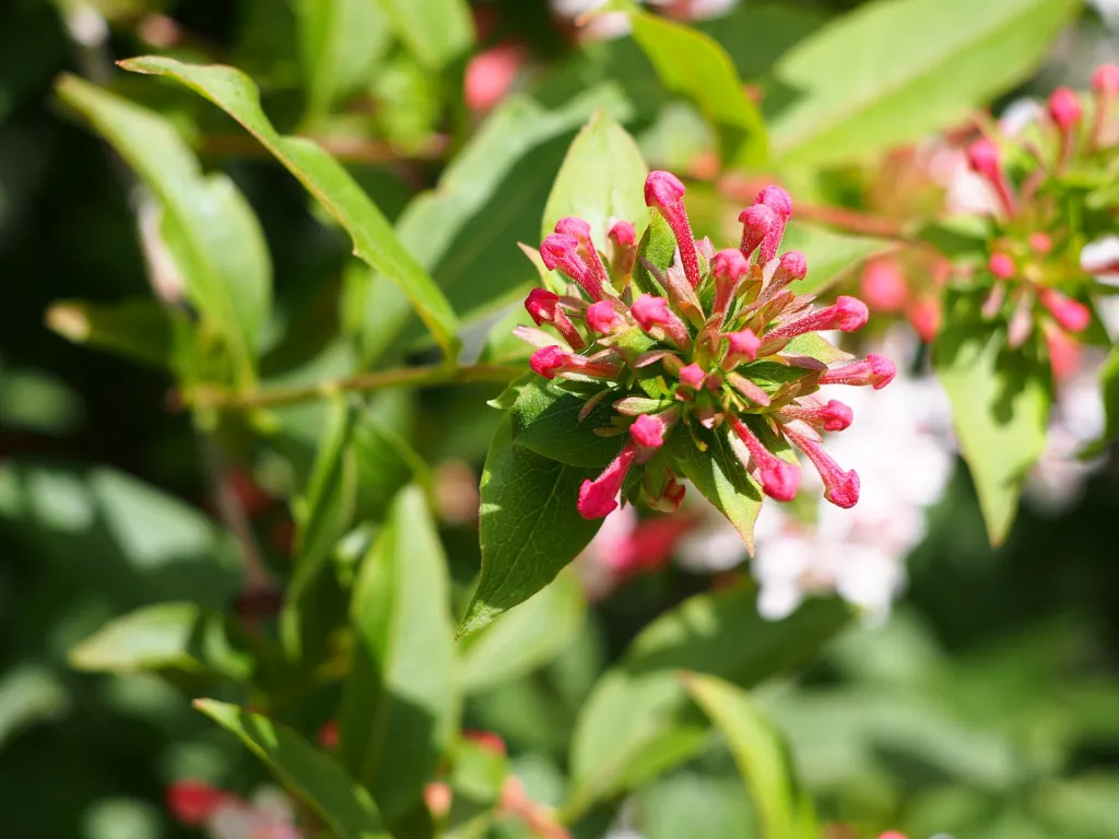 Fragrant Abelia (Zabelia tyaihyoni) – flowers in close-up, plant photo