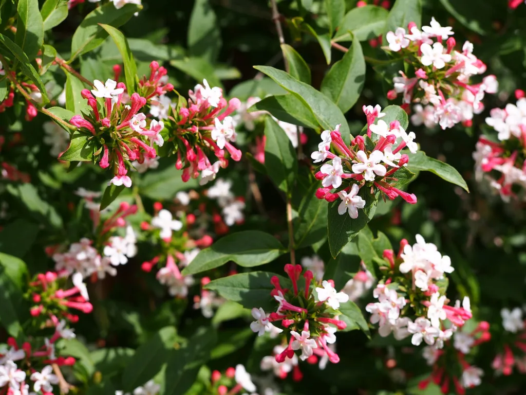 Fragrant Abelia (Zabelia tyaihyoni) – flowers in close-up, plant photo