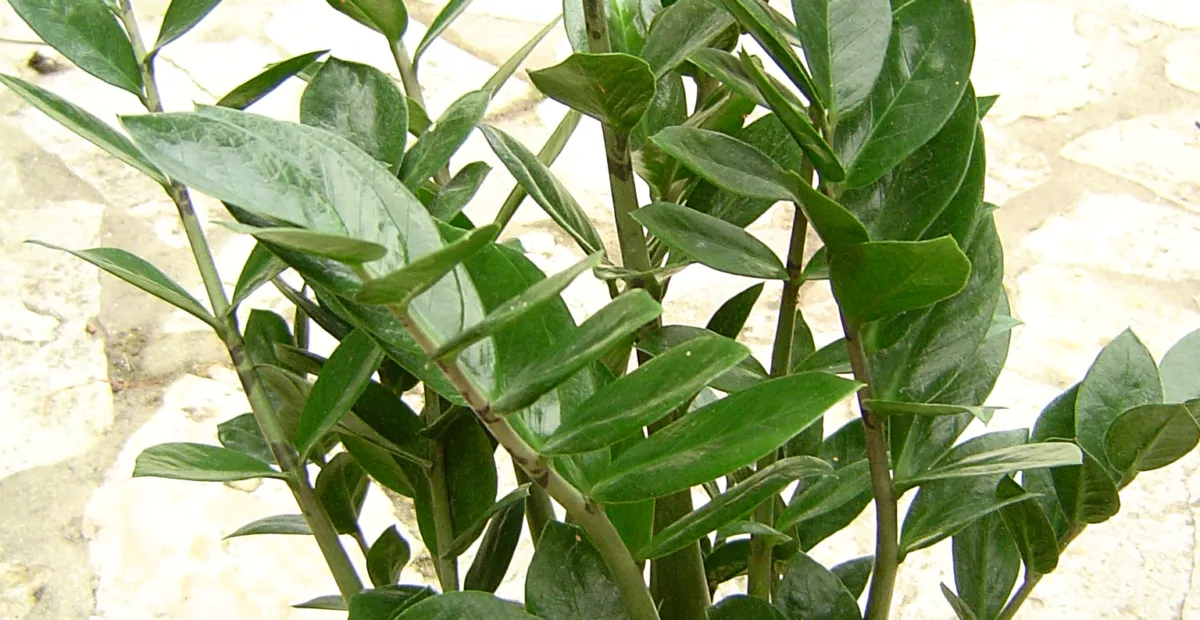 Glücksfede (Zamioculcas zamiifolia) – Pflanzenfoto