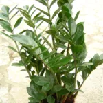 ZZ Plant (Zamioculcas zamiifolia) – characteristic appearance, plant photo