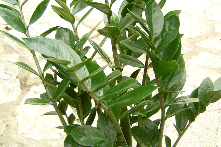 Zamioculcas zamiifolia