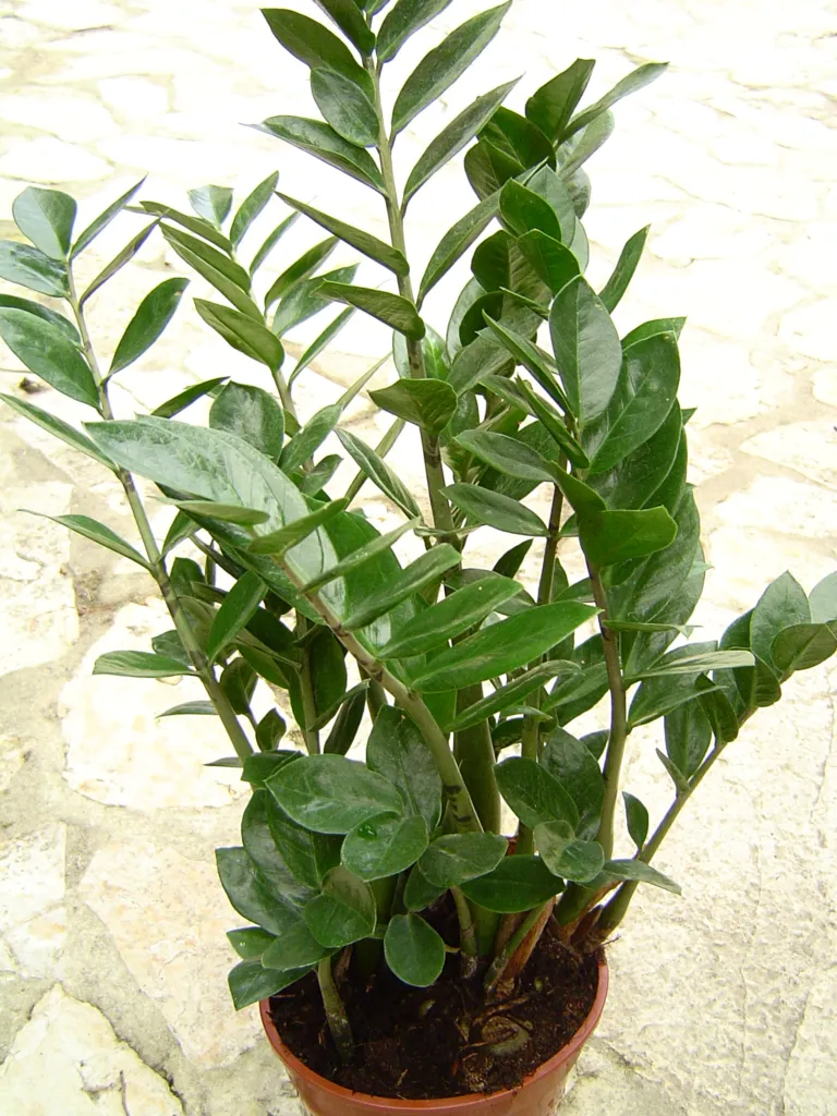 Glücksfede (Zamioculcas zamiifolia) – Pflanzenfoto