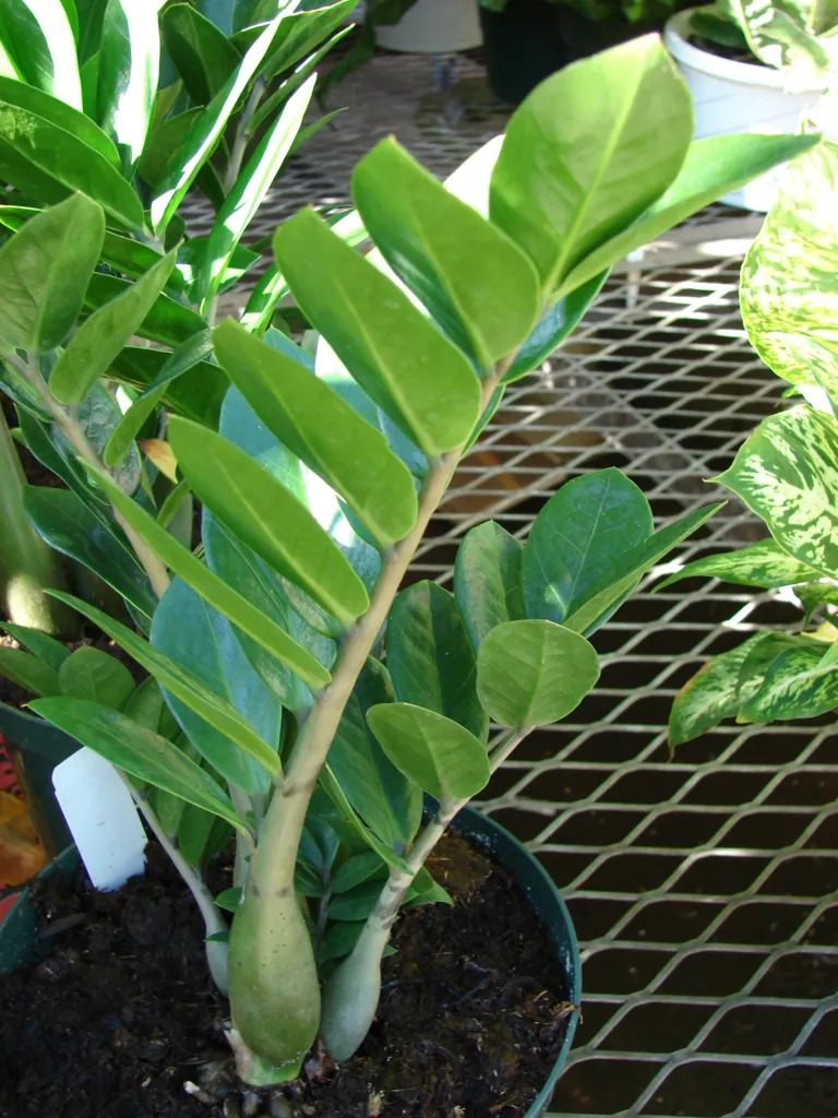 Glücksfede (Zamioculcas zamiifolia) – im Garten, Pflanzenfoto