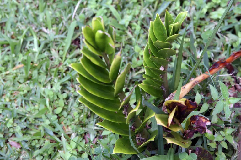 ZZ Plant (Zamioculcas zamiifolia) – in a garden setting, plant photo