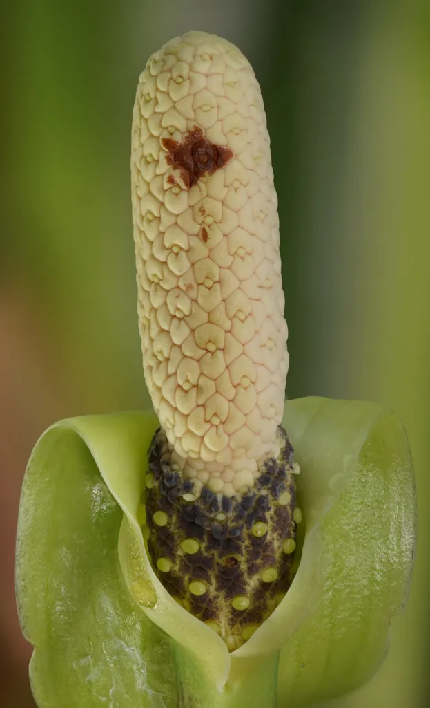 Glücksfede (Zamioculcas zamiifolia) – typisches Erscheinungsbild, Pflanzenfoto