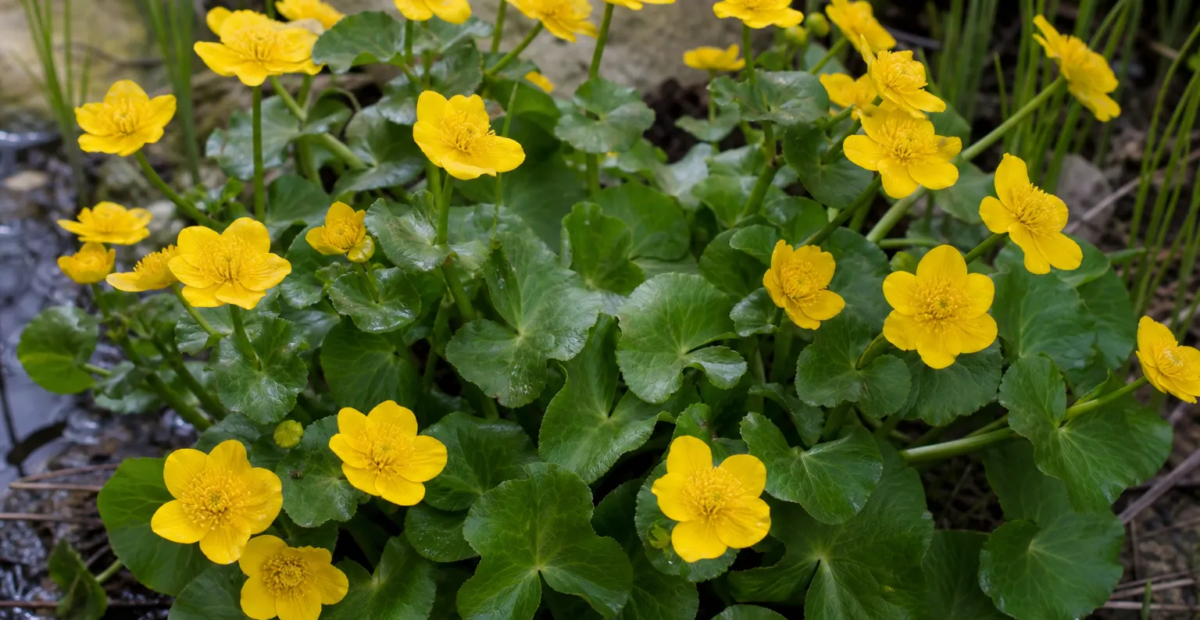 záružlie močiarne (Caltha palustris) – fotografia rastliny