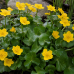 záružlie močiarne (Caltha palustris) – fotografia rastliny