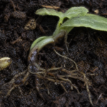 Zgorzel siewek i zgnilizna korzeni powodowane przez Pythium aphanidermatum