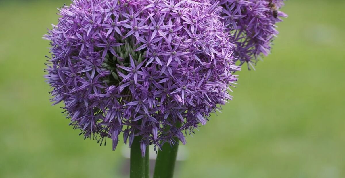 Zierlauch ‘Gladiator’ (Allium 'Gladiator') – Pflanzenfoto