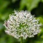 Zierlauch ‘Mount Everest’ (Allium 'Mount Everest') – Pflanzenfoto