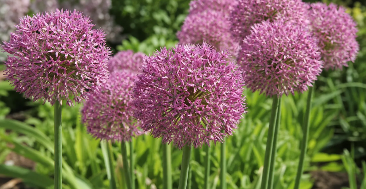 Zierlauch 'Pink Jewel' (Allium 'Pink Jewel') – Pflanzenfoto