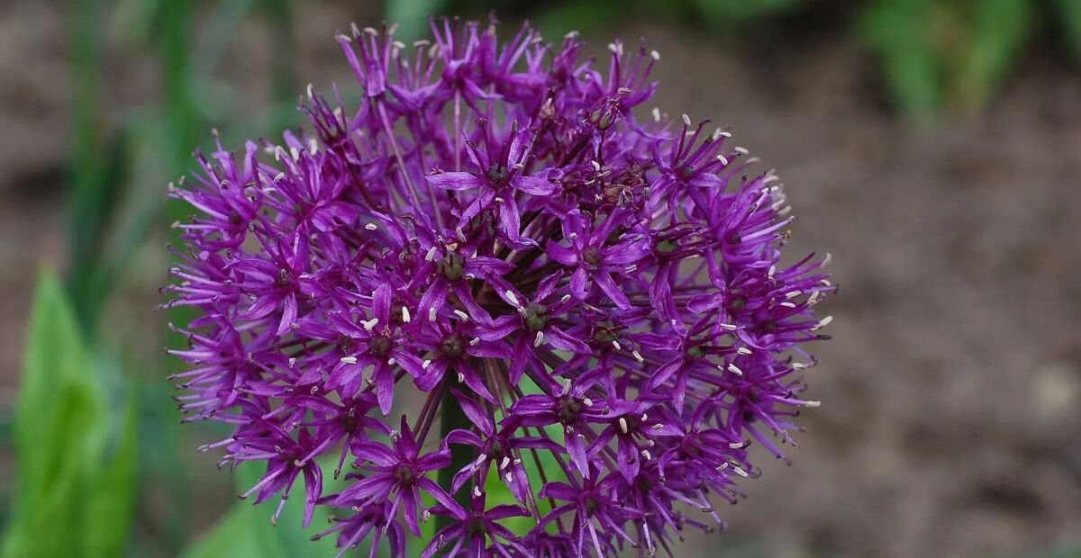 Zierlauch ‘Purple Sensation’ (Allium 'Purple Sensation') – Pflanzenfoto