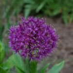 Zierlauch ‘Purple Sensation’ (Allium 'Purple Sensation') – Pflanzenfoto