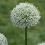 Zierlauch 'White Giant' (Allium 'White Giant') – Pflanzenfoto