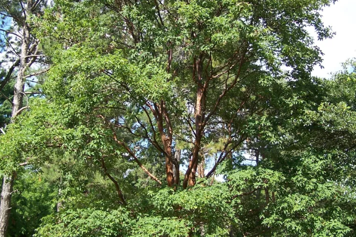 Acer griseum