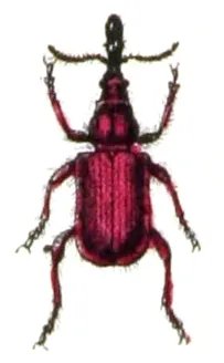 Zobonoska ovocná