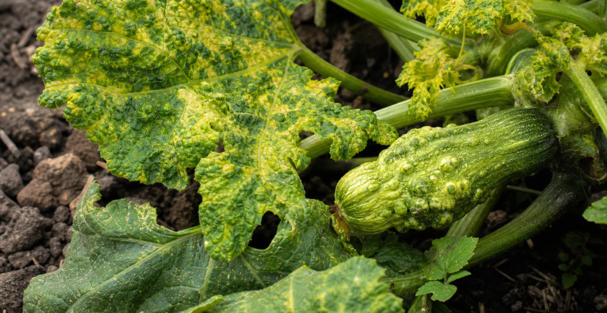 Zucchini-Gelbmosaikvirus