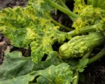 Zucchini yellow mosaic