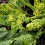 Zucchini yellow mosaic