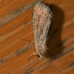 Zuckerrübeneule (Spodoptera exigua)
