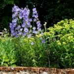 zvonček broskyňolistý (Campanula persicifolia) – fotografia rastliny