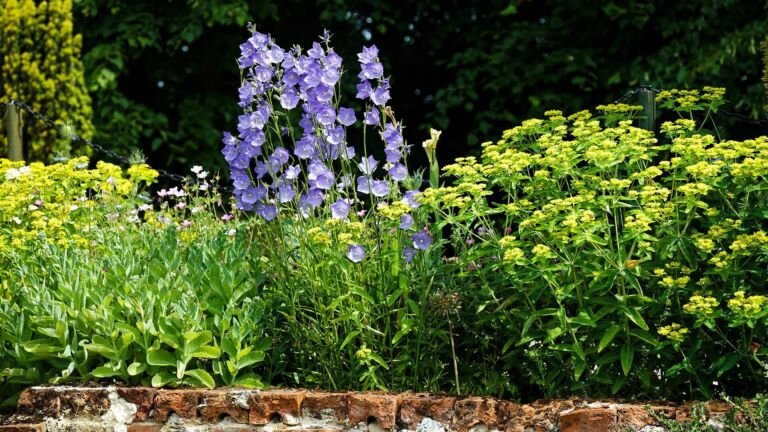 Campanula persicifolia