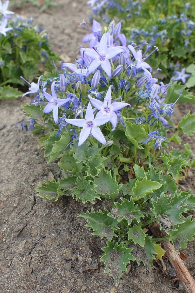 Campanula garganica