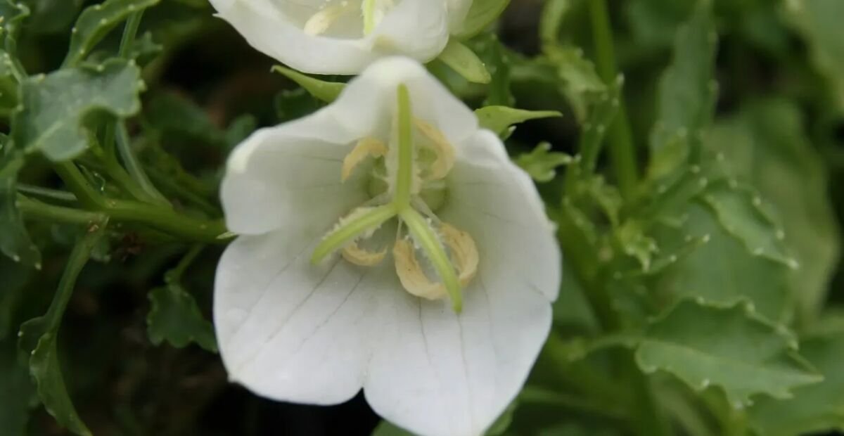 Zvonček karpatský ‘White Clips’ (Campanula carpatica 'White Clips') – fotografia rastliny