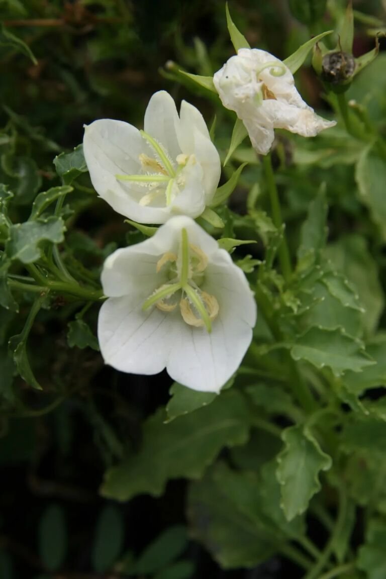 Campanula carpatica 'White Clips'