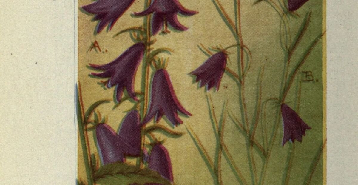 zvonček okrúhlolistý (Campanula rotundifolia) – fotografia rastliny