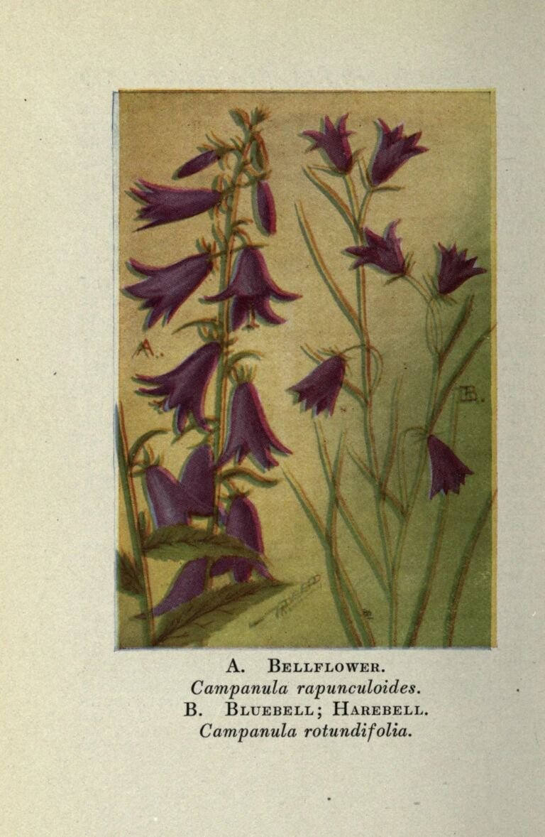 Campanula rotundifolia