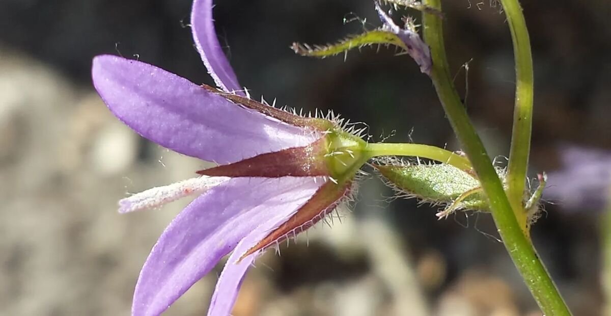 zvonček Poscharského (Campanula poscharskyana) – fotografia rastliny