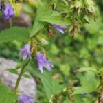 zvonček pŕhľavolistý (Campanula 'Trachelium') – fotografia rastliny