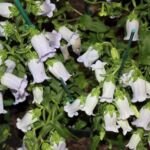 zvonček prostredný (Campanula 'Medium') – fotografia rastliny