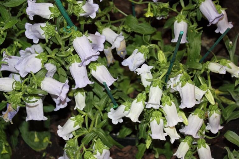 Campanula 'Medium'