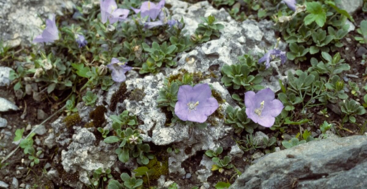 zvonček Rainerov (Campanula raineri) – fotografia rastliny