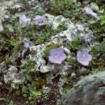 zvonček Rainerov (Campanula raineri) – fotografia rastliny