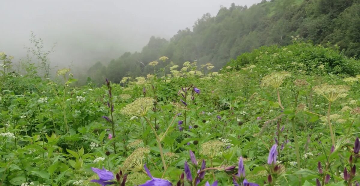 zvonček širokolistý (Campanula latifolia) – fotografia rastliny
