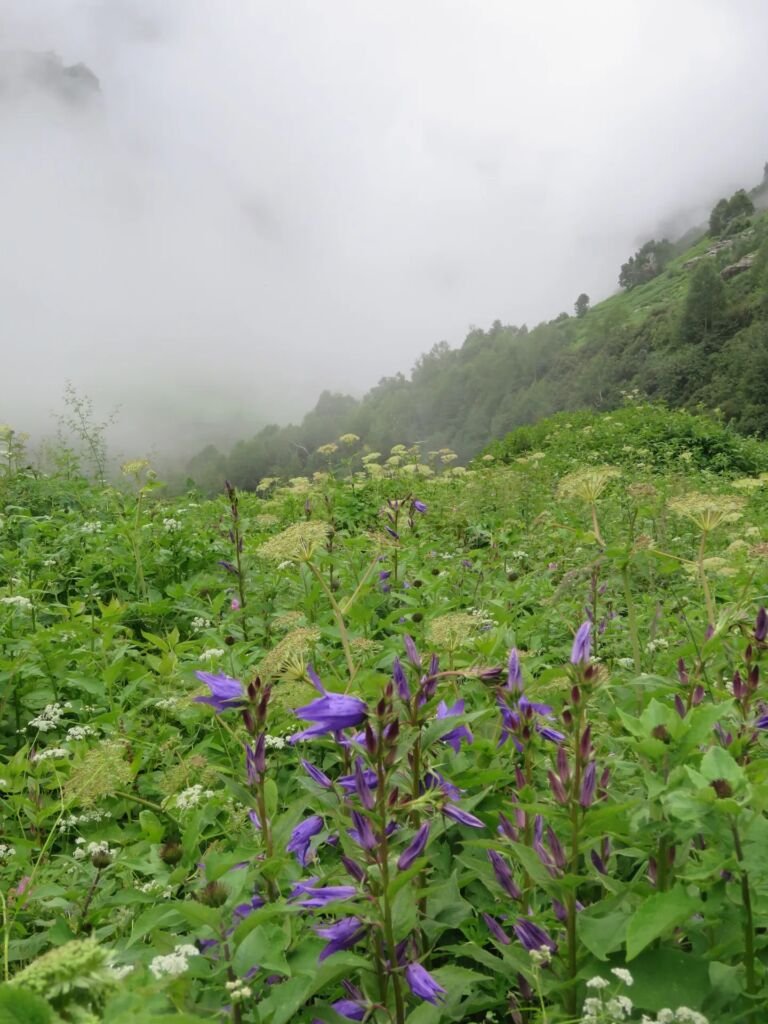 Campanula latifolia