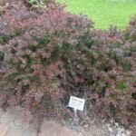 Zwerg-Blutberberitze (Berberis thunbergii 'Crimson Pygmy') – Pflanzenfoto