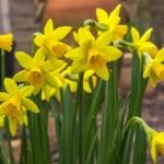 Zwergnarzisse 'Tête-à-Tête' (Narcissus 'Tete A Tete') – Pflanzenfoto
