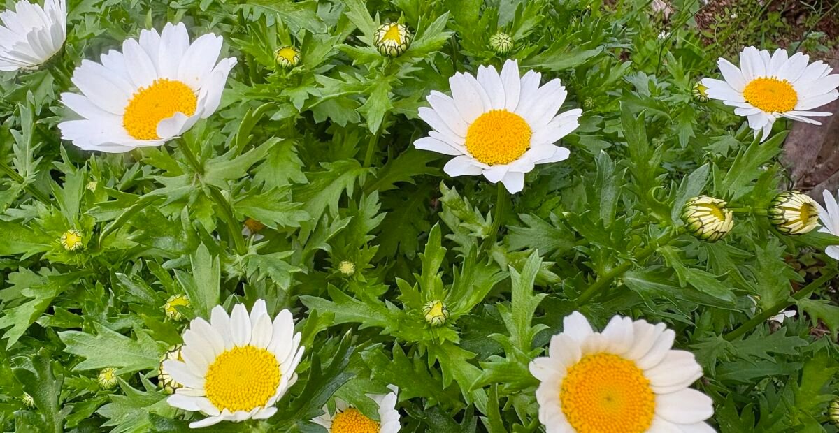 Zwergwucherblume (Mauranthemum paludosum) – Pflanzenfoto