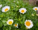 Zwergwucherblume (Mauranthemum paludosum) – Pflege